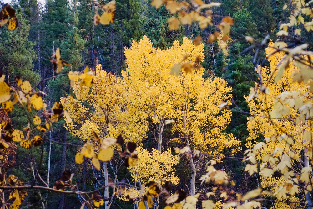 Fall in Colorado